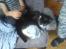 Huskat Misser - R.I.P. ( Veninde's kat)