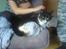 Huskat Misser - R.I.P. ( Veninde's kat)