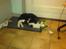 Huskat Misser - R.I.P. ( Veninde's kat)