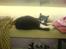 Huskat Misser - R.I.P. ( Veninde's kat)