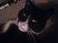 Huskat Misser - R.I.P. ( Veninde's kat)
