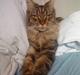 Maine Coon Kunta