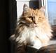 Maine Coon Messi 