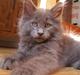 Maine Coon Micharlo's Duan Sardor