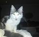 Maine Coon Bacardi