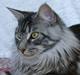 Maine Coon CH.SnowAngels Silver Star