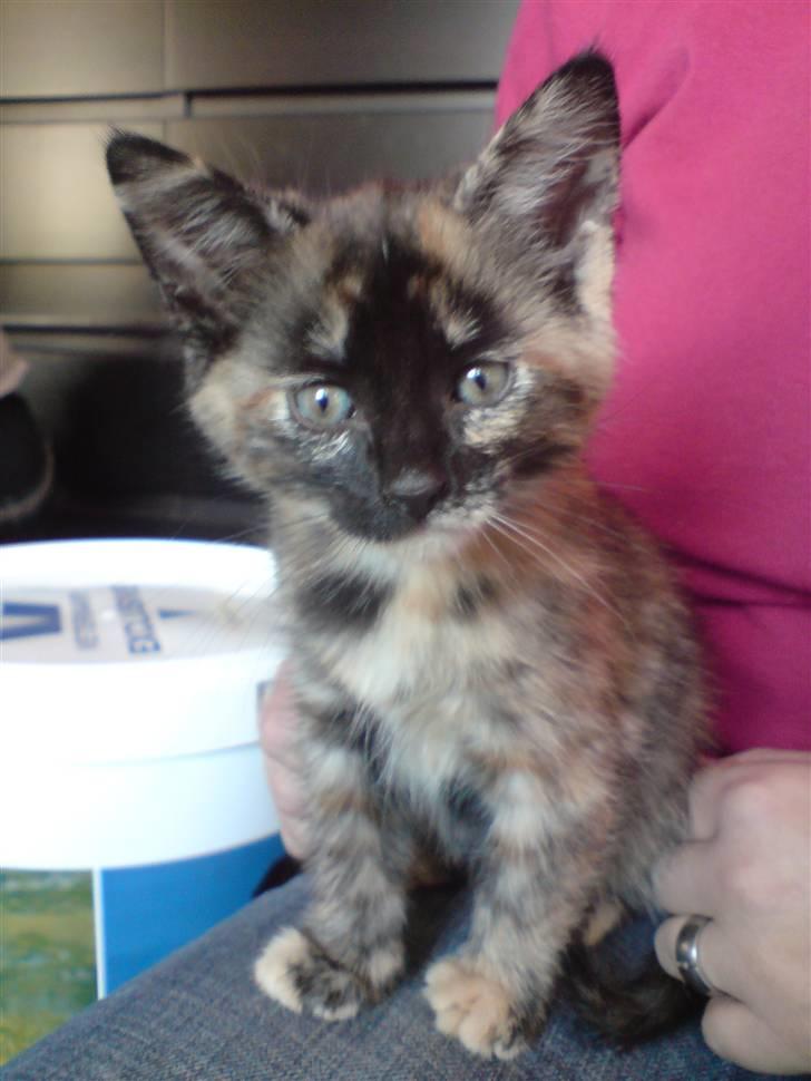 Blanding af racer luna - blanding imellem main coon og alm. huskat billede 1