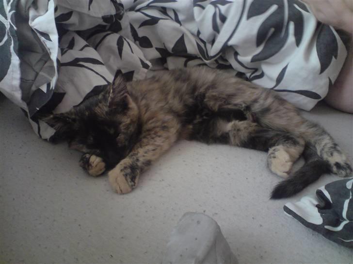 Blanding af racer luna - hun er bare dejlig billede 2