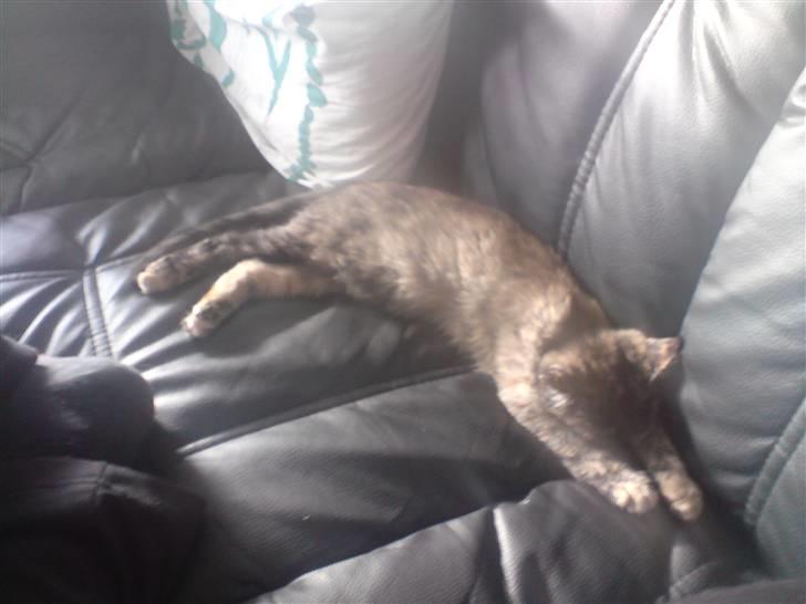 Blanding af racer luna - Zzz Zzz det er hårdt a være lille  billede 3