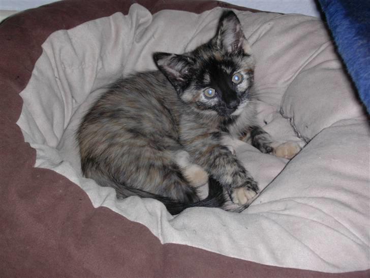 Blanding af racer luna billede 4