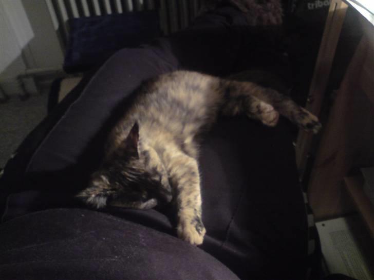 Blanding af racer luna - se hvad jeg kan...... og jeg er god til det billede 5