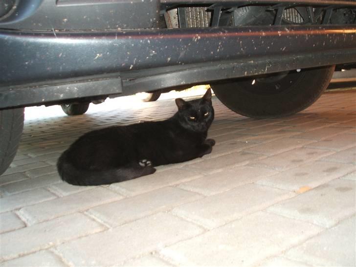 Huskat Simba *  solgt :´-(  * - Simba hviler lige under bilen billede 17
