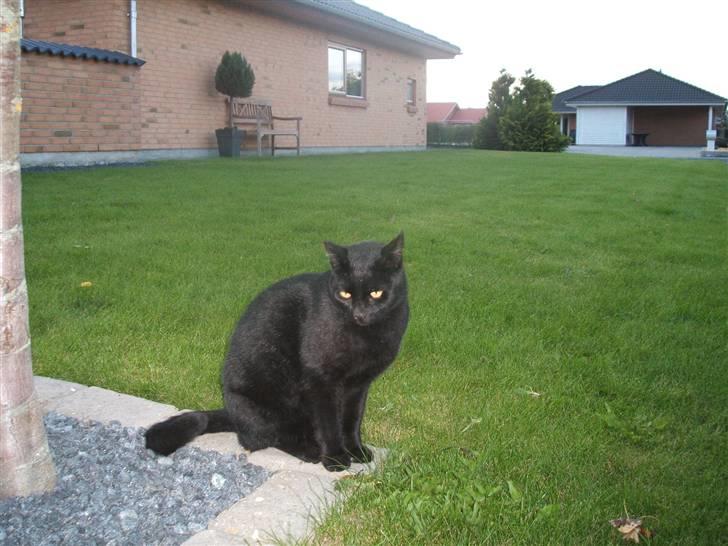 Huskat Simba *  solgt :´-(  * - smukke Simba billede 18