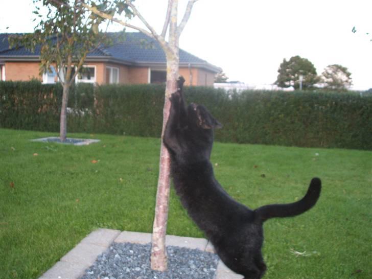 Huskat Simba *  solgt :´-(  * - tststs... simba det må man ikke ;-) billede 19