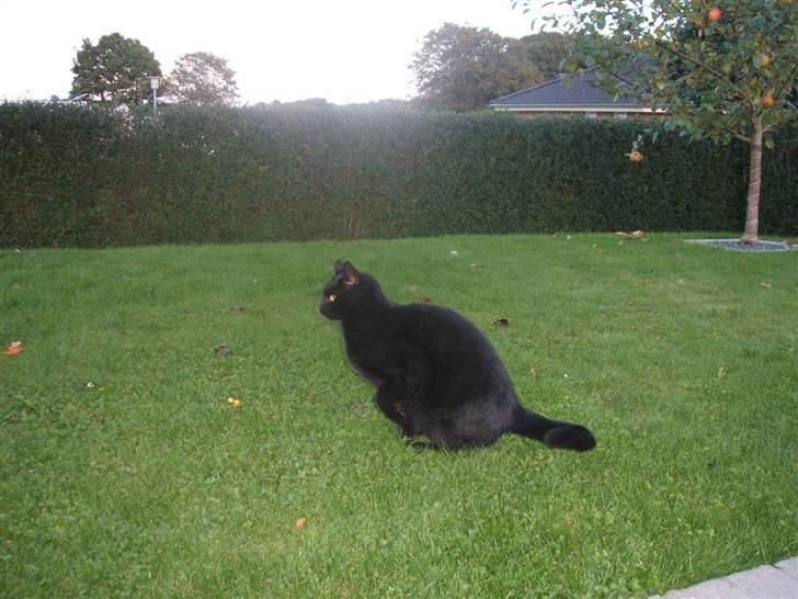 Huskat Simba *  solgt :´-(  * - Simba på jagt billede 20