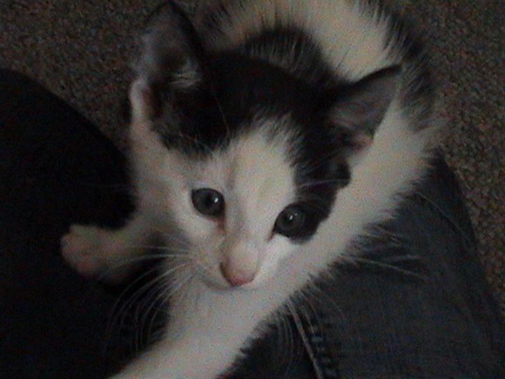 Huskat Zoro billede 1