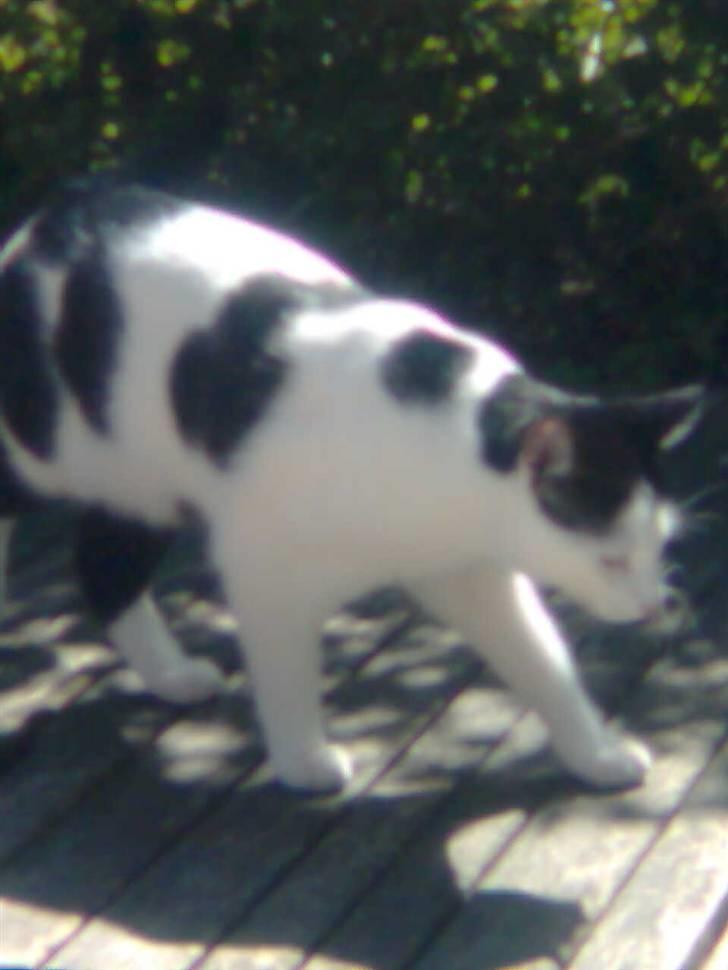 Huskat Zoro billede 2