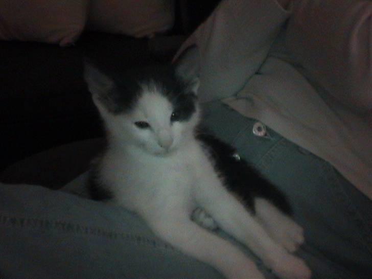 Huskat Zoro billede 3