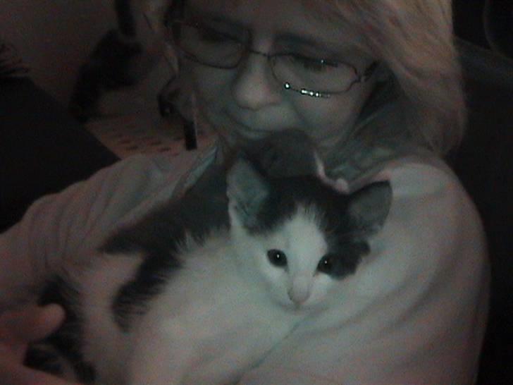 Huskat Zoro billede 4