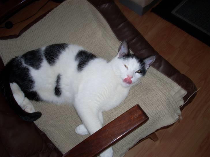 Huskat Zoro billede 5