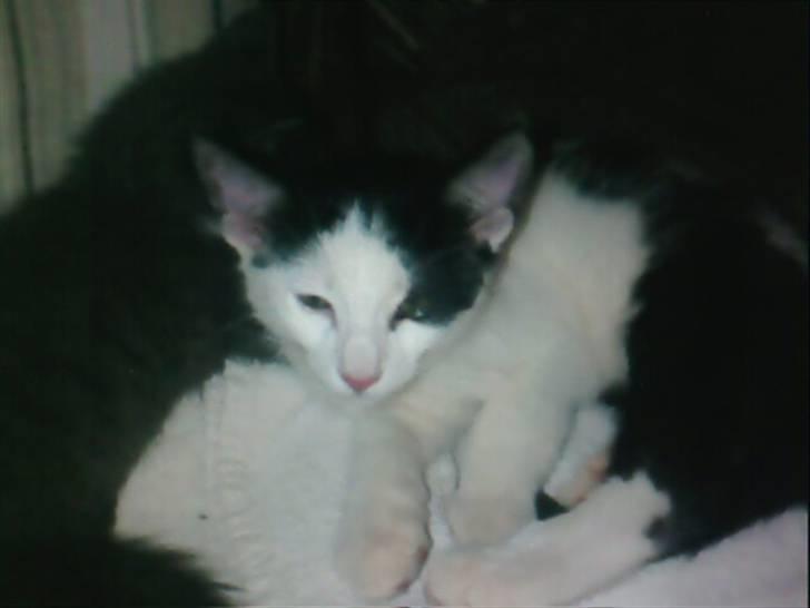 Huskat Zoro billede 6