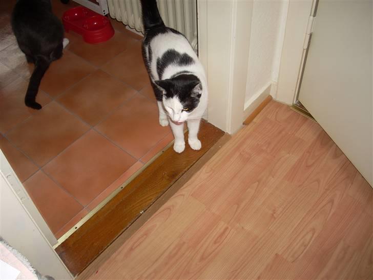 Huskat Zoro billede 7