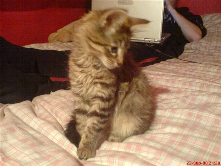 Blanding af racer Perle billede 3