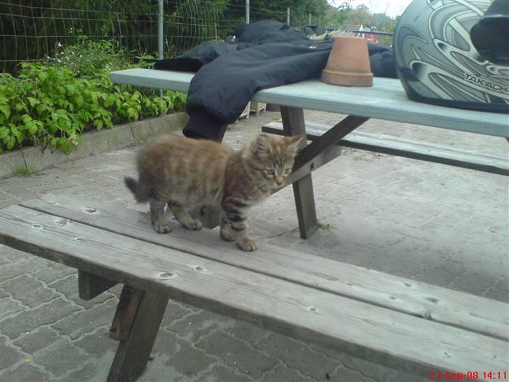 Blanding af racer Perle billede 5