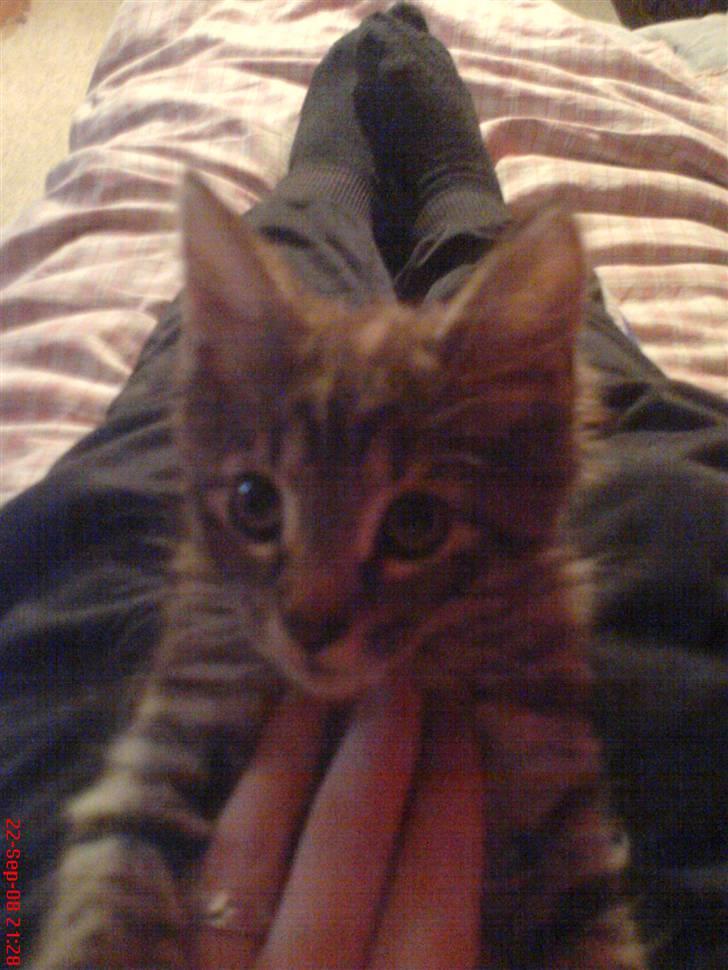 Blanding af racer Perle billede 6