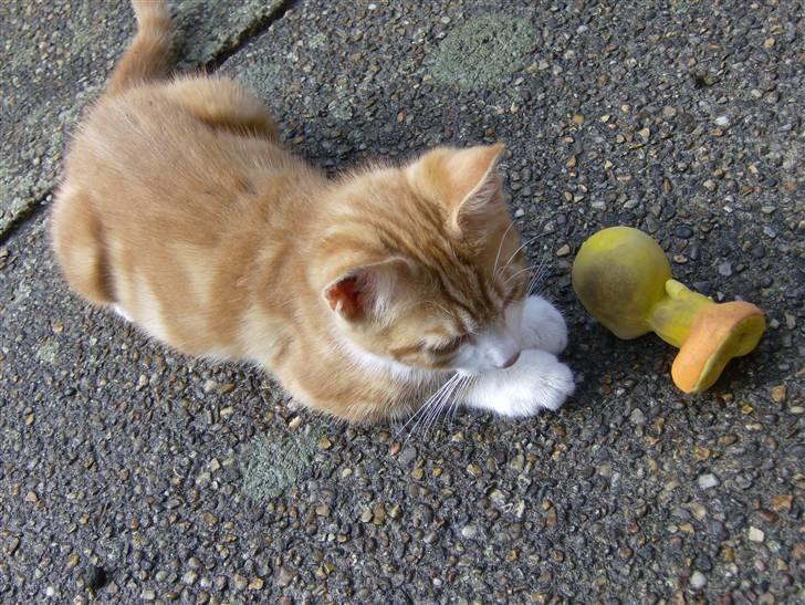 Blanding af racer Muzzie billede 2