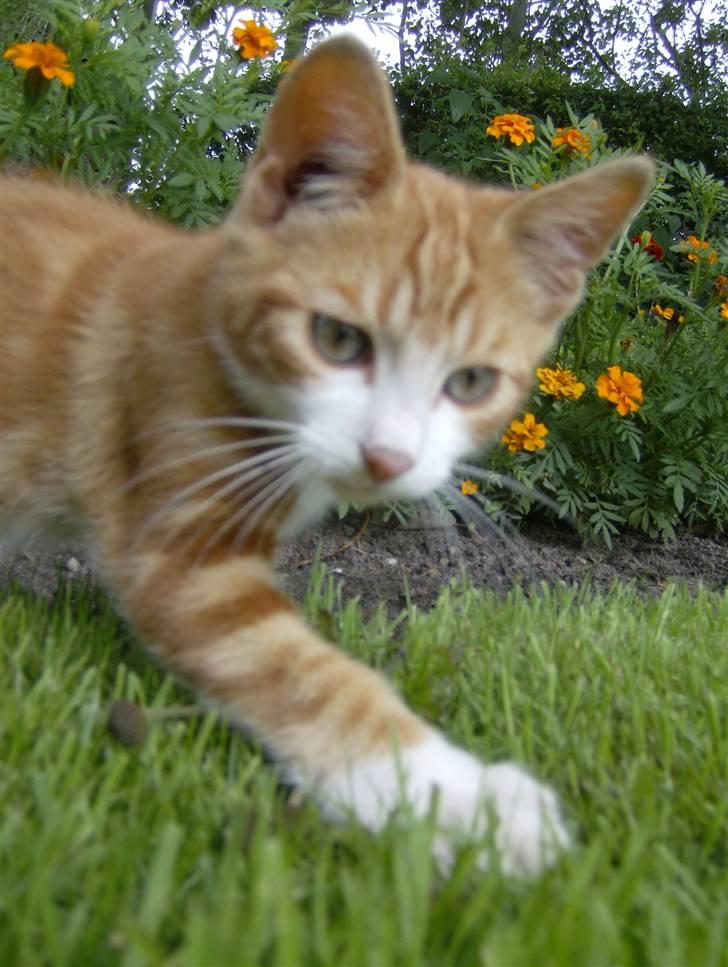 Blanding af racer Muzzie billede 4