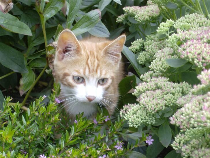 Blanding af racer Muzzie billede 6