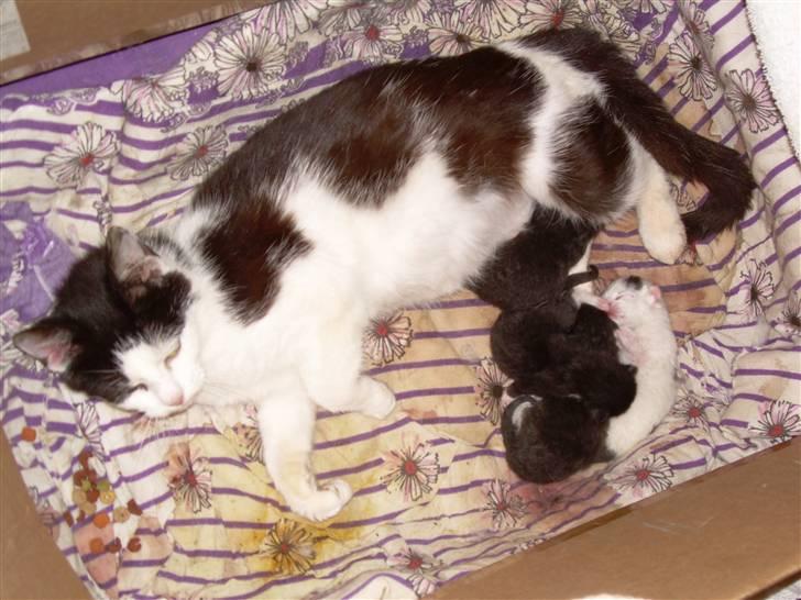 Huskat Pjevs - det er mig da jeg var baby;-) billede 2