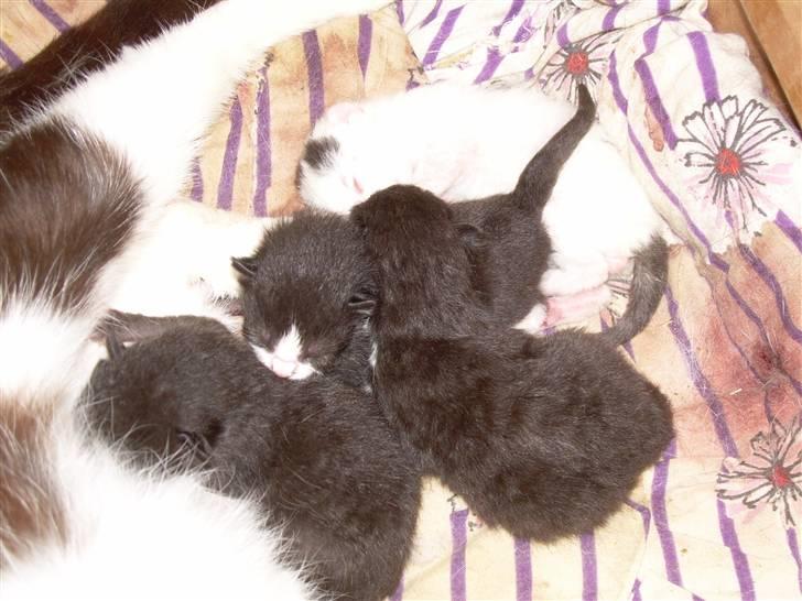 Huskat Pjevs - også her;-) her er jeg også baby billede 3