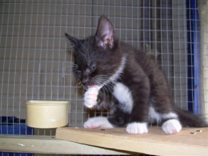 Huskat Pjevs - nu er jeg blevet større hehe er jeg ikke kær?? billede 4