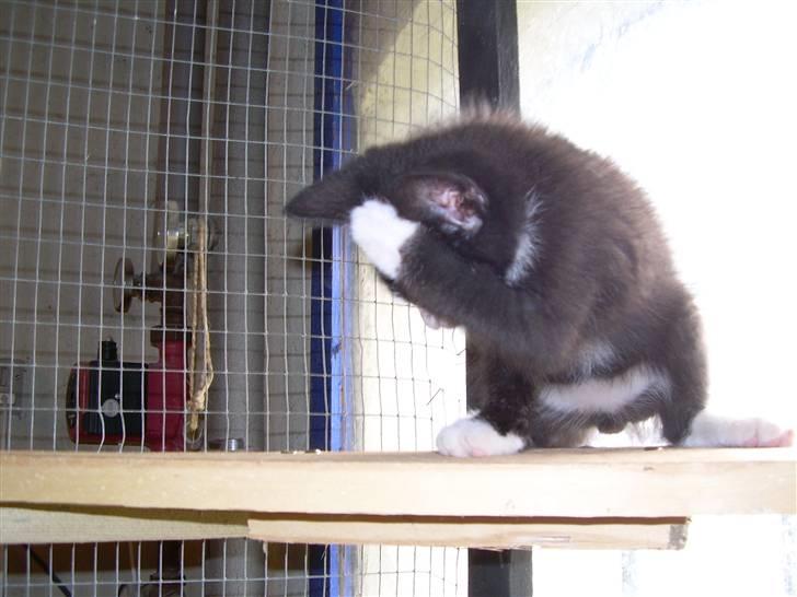 Huskat Pjevs billede 5