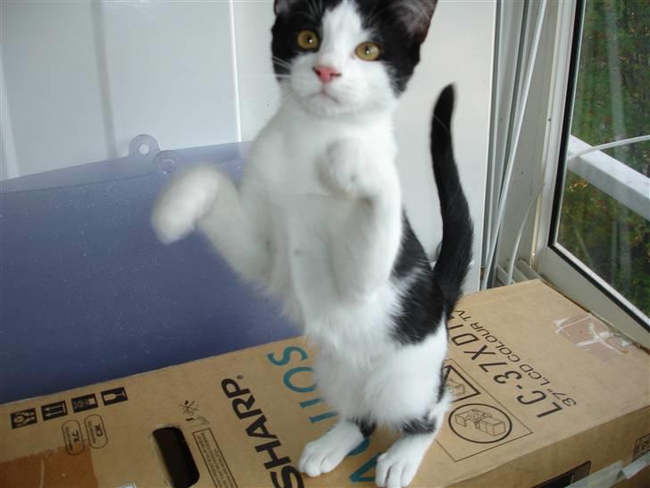 Blanding af racer Laban billede 1