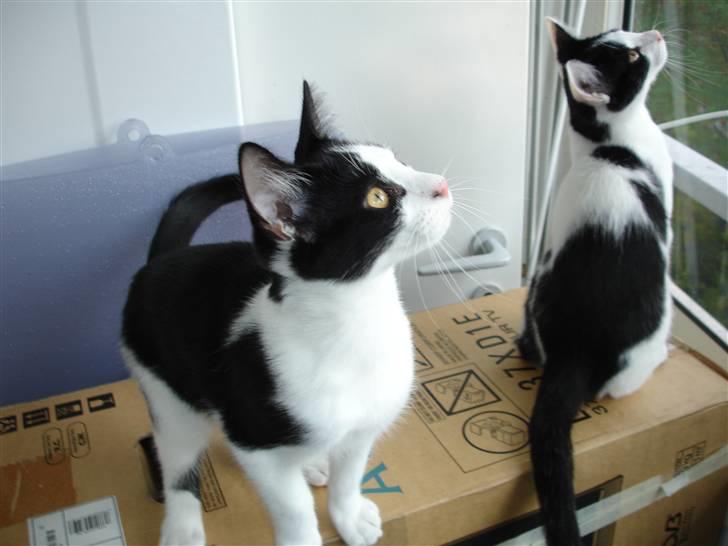 Blanding af racer Laban billede 2