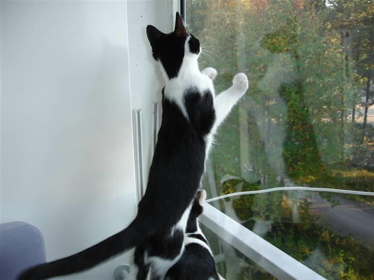 Blanding af racer Laban billede 3