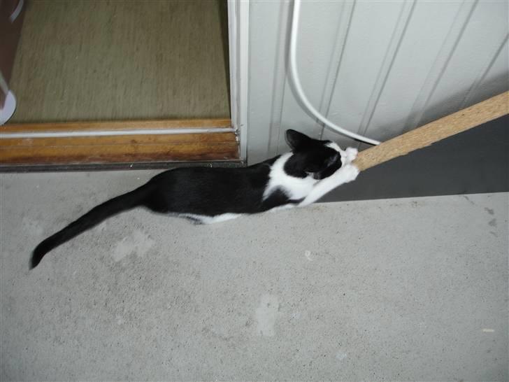 Blanding af racer Laban billede 4