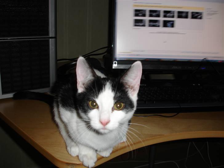 Blanding af racer Laban billede 6