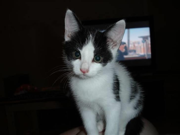 Blanding af racer Plet billede 1