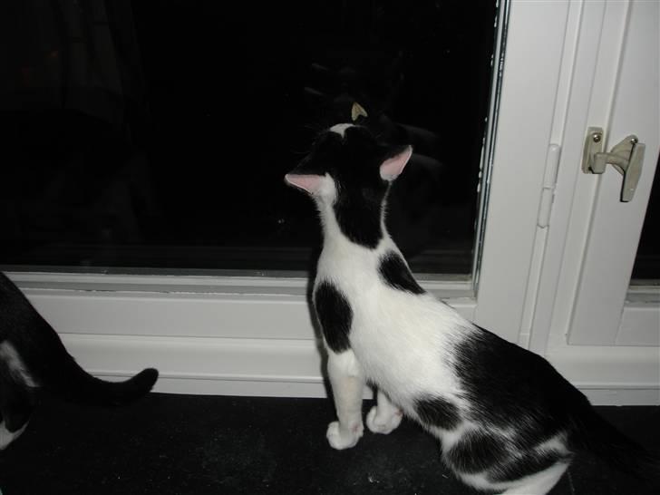 Blanding af racer Plet billede 2