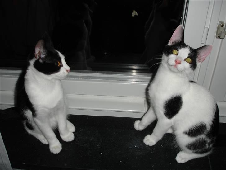 Blanding af racer Plet billede 3