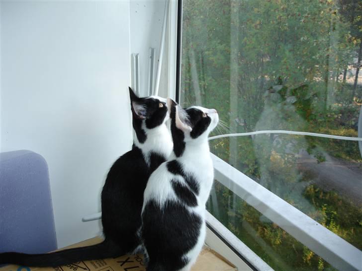 Blanding af racer Plet billede 4