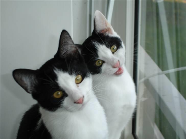 Blanding af racer Plet billede 5