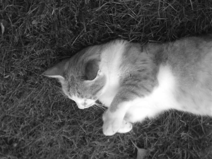 Huskat Basil - Velkommen til Basils profil billede 1