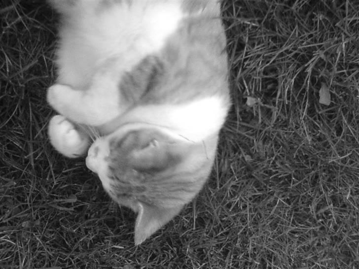 Huskat Basil billede 2