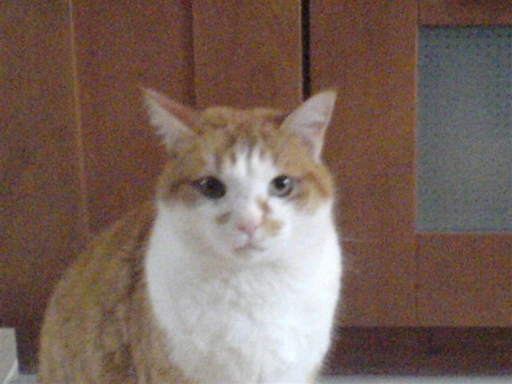 Huskat Basil billede 3