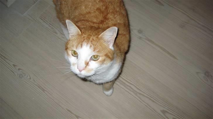 Huskat Basil billede 4